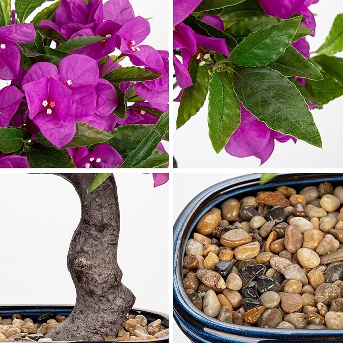 Briful Artificial Bougainvillea Bonsai Tree 18.5" Silk Bougainvillea Plant with Blue Pot Fake Bougainvillea Floral Tree for Home Office Room Desk Shelf Zen Décor(Purple)