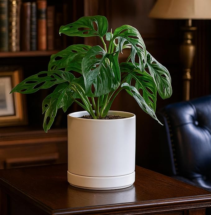 D'vine Dev Set of 2 Plants Pots, 6.5 Inch Ceramic Planter Pot for Plants with Drainage Hole and Saucer, White, 94-V-C-1