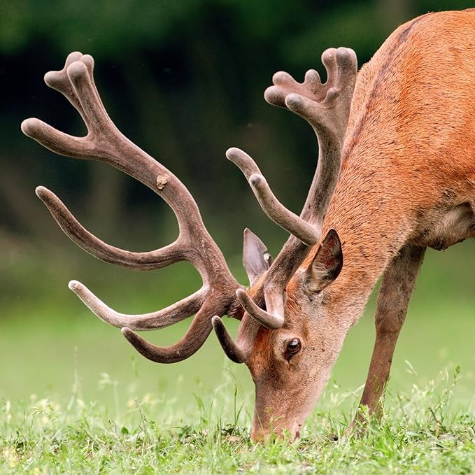 No-Till Forage Friendly Cover Crop Seed Mix – 5 lb, Covers 1,000 Sq. Ft. – 9 Winter-Kill Varieties for Spring, Summer & Fall – Non-GMO Planting Seeds