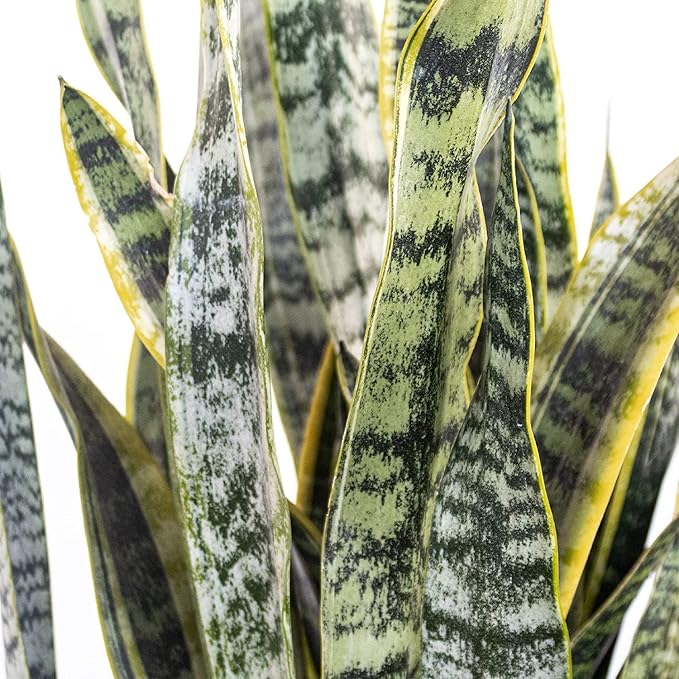 United Nursery Live Snake Plant, Sansevieria Trifasciata Laurentii, Variegated Snake Plant, 2-3 ft. Tall Mother in Laws Tongue House Plant for Indoor and Outdoor (Cream Decor Pot)