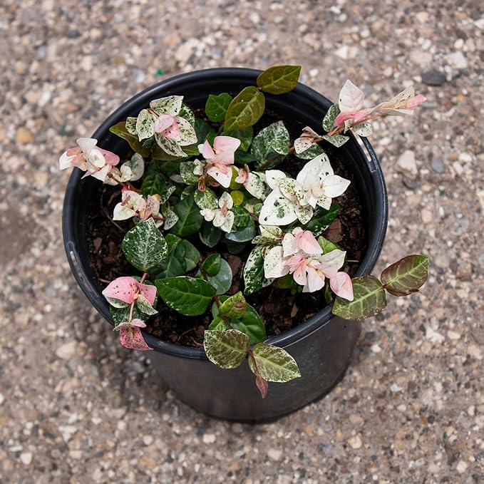 American Plant Exchange Snow & Summer Jasmine – 6-Inch with Pot – Live Fragrant Flowering Climbing Vine, Ideal for Trellises, Garden Beds, or Patio Decor