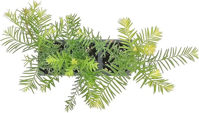 3 Coastal Redwood Trees – Live Plants – Sequoia sempervirens – Thriving in 3” Deep Nursery Cubes – 5-8” Tall, Fast-Growing & Majestic Evergreen