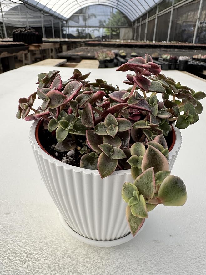 Calico Kitten Succulent with White Stripe Pot, Live Crassula Pellucida Variegata Plant, Rare House Plant for Home Holiday Wedding Garden Decor, DIY Projects, Party Favor