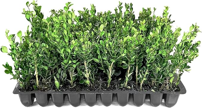 Winter Gem Boxwood | 10 Live Plants | Buxus microphylla Japonica ‘Winter Gem’ | Compact Evergreen Shrubs | Formal Garden Plants for Borders