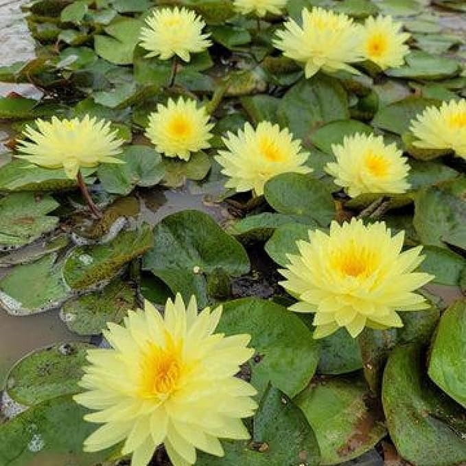 Pin Waree Live Perennial Water Lily Perfect Pond Plant Pre Grown Bare Root Waterlily Outdoor Koi Pond or Container Ponds Lillies pregrown Lilly pad