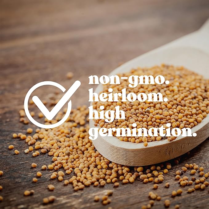 Victoria Series Salvia White 0.25 Oz ~7,268 Seeds – Mealycup Sage (Salvia farinacea) – 98–112 Days – Lavender & White Blooms – Heat Tolerant Annual – Upright Garden Accent – Non-GMO Heirloom