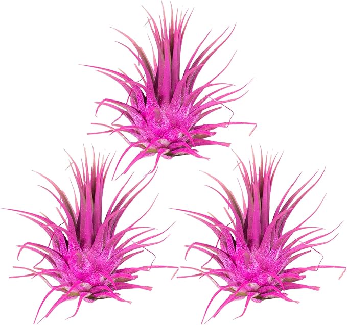 Air Plants - Tillandsia Ionantha - Organically Enhanced Color - Live Arrival Guaranteed - House Plants for Home Decor & Gift (Rose_Pink_3pk+3_Black_Planters)