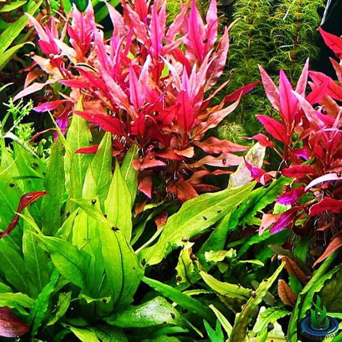 (Alternanthera Reineckii VAR. Rosanervig) Greenpro Alternanthera Reineckii Potted Live Aquarium Plants Easy Super Red Plants