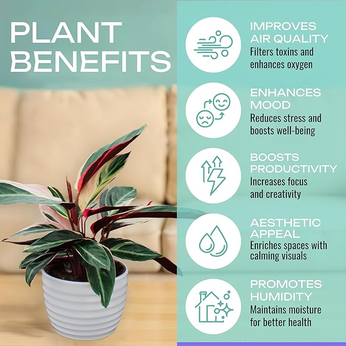 CoollectivePlants Stromanthe Triostar – Live Plant in 6″ Growers Pot, Easy Care Indoor Plant, Low Maintenance Houseplant, Rare House Plants Live