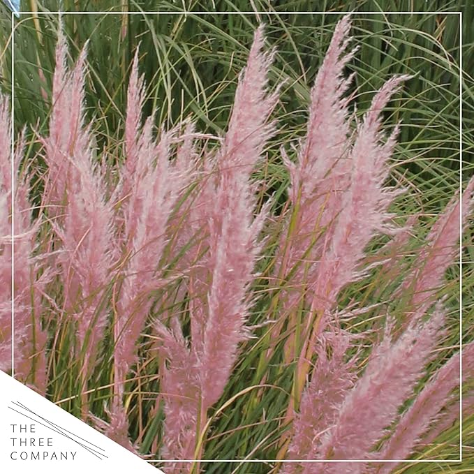 Live Pink Pampas Grass (Cortaderia selloana) - Showy Perennial Accent Plant - 12" Tall by 6" Wide in 1.5 Qt Pot