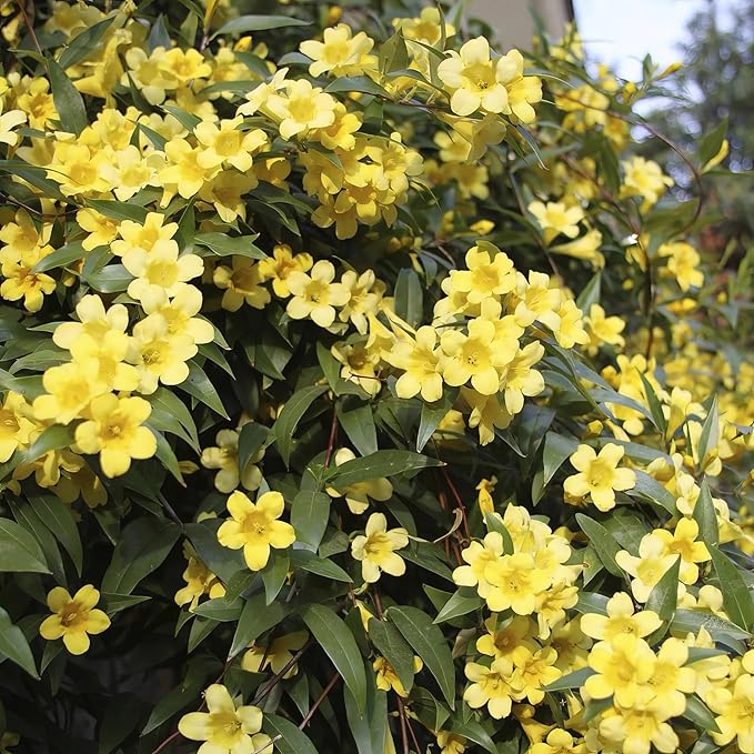 Carolina Jasmine Plant, Live Evergreen Vine, Fragrant Yellow Blooms, Fast Growing Climber for Trellis, Fences, or Arbors - Gelsemium sempervirens - 2 Bags
