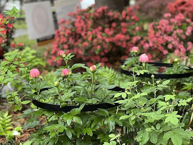 Large Peony Cages and Supports 18.9"x23.6" - Durable Round Garden Flower Rings | Tall Plant Support Stakes for Outdoor Peonies | Enhances Peony Planting Success with Secure Grounding
