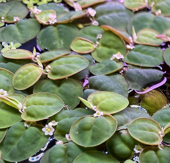 Huge Portion Red Root Floater Plants Lots of Leafs Phyllanthus fluitans Live Floating Aquarium Plant Awesome Aquatic
