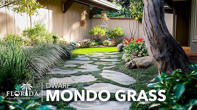 Dwarf Mondo Grass | 20 Live Plants | Japonicus Nanus | Shade Loving Evergreen Lilyturf Groundcover