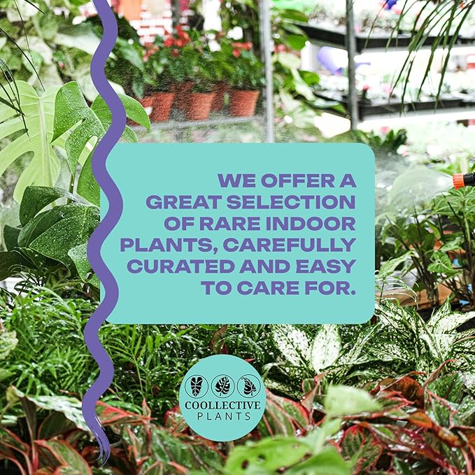 CoollectivePlants Stromanthe Triostar - Live Plant in 6″ Grower’s Pot, Stromanthe Triostar Live Plant, Easy Indoor House Plants, Low Maintenance Houseplant (6″ Wide Pot)