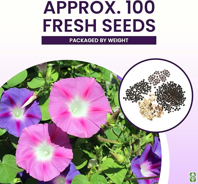 Climbing Vine Seeds for Planting – Colorful Mix of Climbing Flower Seeds: Morning Glory, Nasturtium, Black-Eyed Susan Vine, and Sweet Pea
