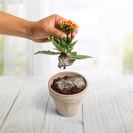 Myco Bliss Powder (2lbs) - Mycorrhizal Fungi for Soil - 5 Strain Mycorrhizal Inoculant with 1000 Propagules Per Gram - Highly Concentrated Mycorrhizae for Plants, Potting Soil, & Garden Soil