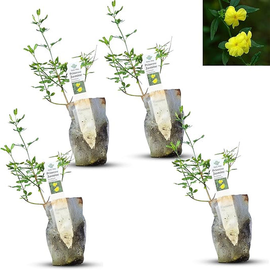 Primrose Jasmine (Jasminum Mesnyi) Live Plant - Fragrant Yellow Blooms. Japanese, Chinese, Asian. Indoor, Outdoor Shrub (4 prim jas Cups)