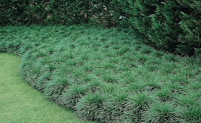 Mondo Grass Ophiopogon Japonicus | 1 Large Quart Size Plant | Live Shade Loving Evergreen Groundcover Plants