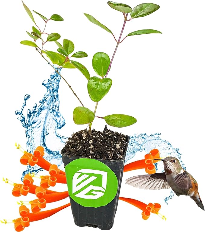 Trumpet Honeysuckle Coral Live Plant - Lonicera sempervirens - Wellspring Gardens Vibrant Blossoms, Honeysuckle Plants Live in Full Bloom Great for Nature Lovers & Gardeners- Outdoor & Indoor Planting