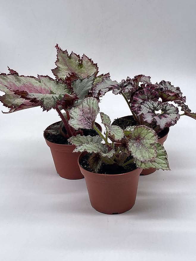 BubbleBlooms Harmony's Begonia Rex Assortment, Cold Pastel Winter Colors, 3 Different Begonias in 4 inch pots
