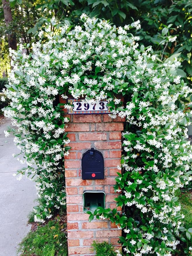 Perfect Plants Confederate Jasmine Live Plant, 1 Gallon Pot, Includes Care Guide