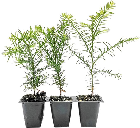 3 Coastal Redwood Trees – Live Plants – Sequoia sempervirens – Thriving in 3” Deep Nursery Cubes – 5-8” Tall, Fast-Growing & Majestic Evergreen