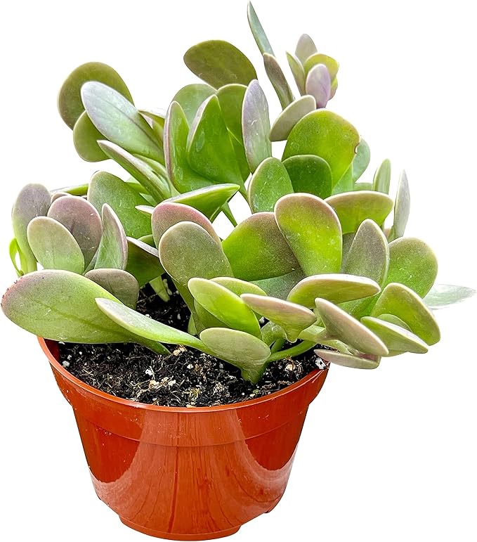 Live Succulent, 4" Senecio Jacobsenii Trailing Jade, Succulents Plants Live, Succulent Plants Fully Rooted, House Plant for Home Office Decoration, DIY Projects, Party Favor Gift By The Succulent Cult
