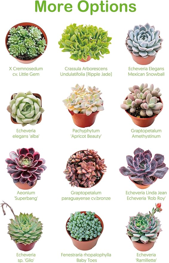 Live Succulents 'Bunny Ear Cactus' (4-inch), Succulent Plants Fully Rooted in Pots with Soil, Easy-Care House Plant for DIY, Home Office Decor, Wedding Party Favor