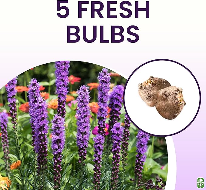 Purple Blazing Star - 5 Fresh Bulbs - Liatris Spicata Flower Bulb - Perennial Gayfeather Plant for Planting Outdoor - Perfect for Borders and Landscapes