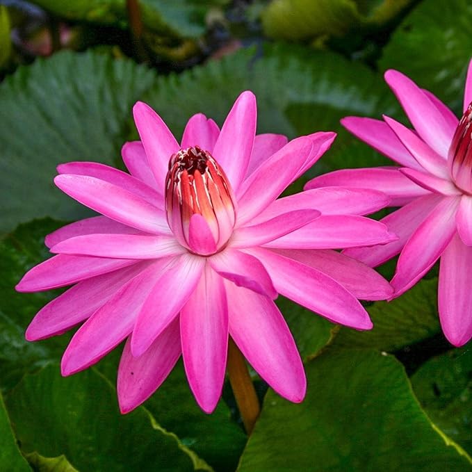 E.G. Hutchings Live Annual Water Lily Perfect Pond Plant Pre Grown Bare Root Waterlily Outdoor Koi Pond or Container Ponds Lillies pregrown Lilly pad