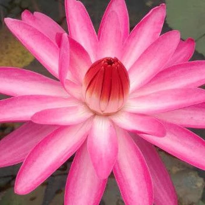 E.G. Hutchings Live Annual Water Lily Perfect Pond Plant Pre Grown Bare Root Waterlily Outdoor Koi Pond or Container Ponds Lillies pregrown Lilly pad