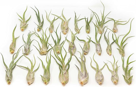 Tillandsia Caput Medusae Air Plants - Live Succulent House Plants - Available in Wholesale and Bulk - Home and Garden Decor - Easy Care Indoor/Outdoor Air Plant (Pack of 25)