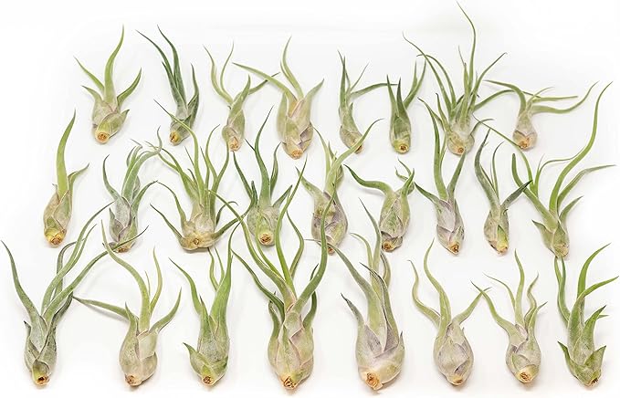 Tillandsia Caput Medusae Air Plants - Live Succulent House Plants - Available in Wholesale and Bulk - Home and Garden Decor - Easy Care Indoor/Outdoor Air Plant (Pack of 50)