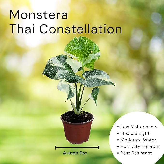 CoollectivePlants Monstera Thai Constellation – Rare Thai Constellation Monstera Live Plant in 4″ Grower’s Pot, Live Indoor House Plants, Low Maintenance Houseplant