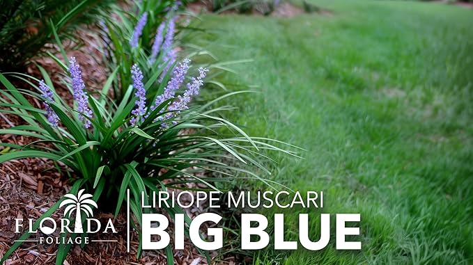 Liriope Big Blue | 50 Live Plants | Liriope muscari | Lavender Blue Flowers | Evergreen Ground Cover for Shade | Landscape Borders for Walkways and Beds