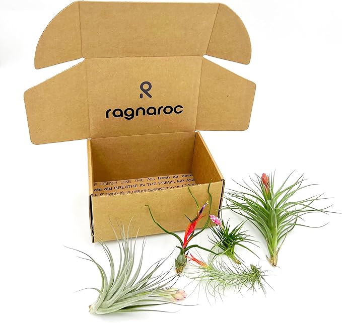ragnaroc Air Plants - Elsker Gift Box - Large 4" - 5ct - Live Arrival Guaranteed - House Plants for Home Decor & Gift