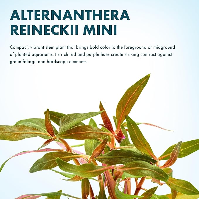 SubstrateSource Live Plants - Alternanthera reineckii ‘Mini’ - Bright Red to Pink Foreground Stem Plant for High Light, CO₂ Aquascaping, Compact Growth Red, Pink, Purple Accent - Lead Bunch