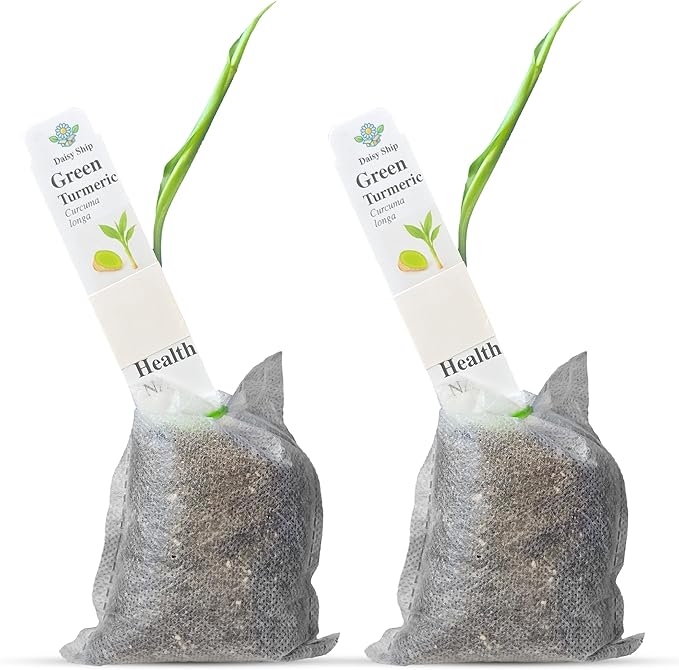 Green Turmeric Live Plant - (Curcuma aeruginosa) - Rare Medicinal Herb, Vibrant Pink Flowers, Ideal for Tropical Gardens (2 Green Turmeric Bags)
