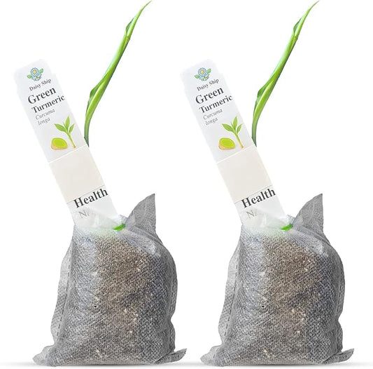 Green Turmeric Live Plant - (Curcuma aeruginosa) - Rare Medicinal Herb, Vibrant Pink Flowers, Ideal for Tropical Gardens (2 Green Turmeric Bags)