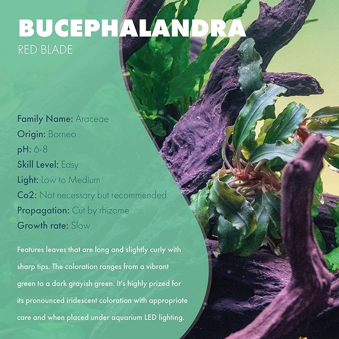 SubstrateSource Bucephalandra Red Blade Potted Live Aquarium Plant - Natural Freshwater Fish Tank Decorations, Aquatic Décor