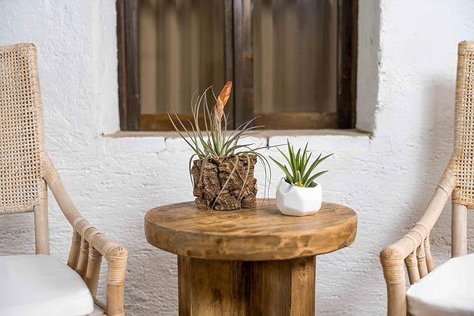 Air Plant Shop Cork Bark Planters with Assorted Air Plants- Wholesale and Bulk - Succulents - Live Tillandsia - Easy Care Indoor and Outdoor House Plants