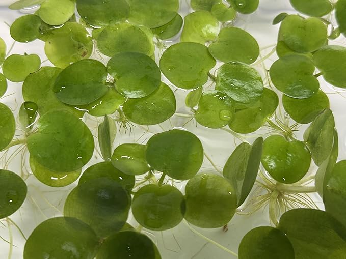 12 Amazon Frogbit (Limnobium Laevigatum), Live Aquarium/Aquatic Floating Plant by TMD Fishkeeping