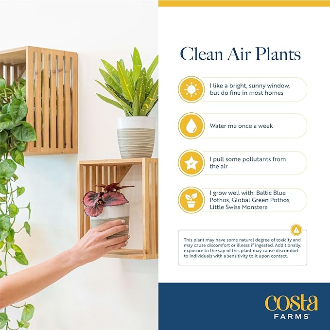 Costa Farms Live Plants (Pack of 6), Easy to Grow Live Indoor Houseplants in 3.8-Inch Plant Pots, Hand-Selected Varieties, Home and Room Decor, 8-10 Inches Tall