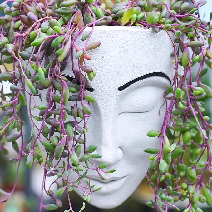 4" Ruby Necklace with White Stripe Pot, Live Othonna capensis L.H.Bailey Succulent, Purple Hanging Trailing House Plant for Home Office Wedding Decoration DIY Project Party Favor