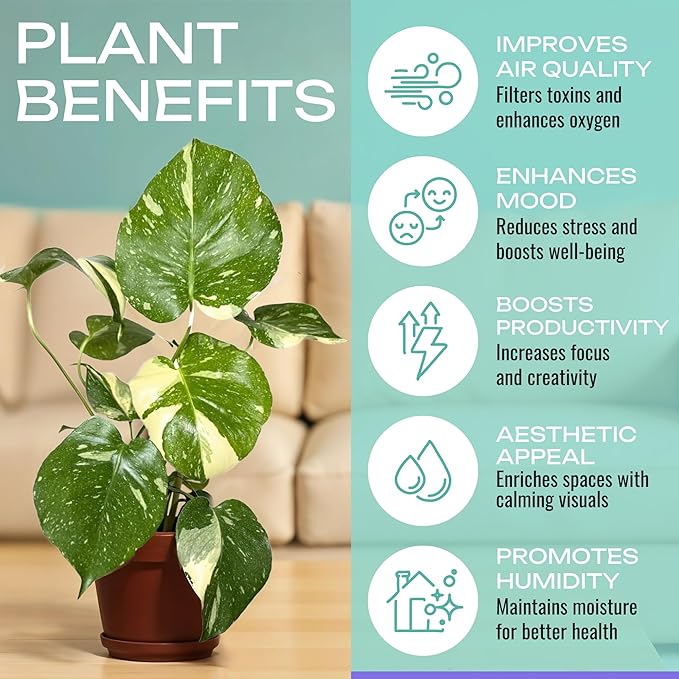 CoollectivePlants Monstera Thai Constellation - Live 6″ Variegated Houseplant in Growers Pot, Easy Care Indoor Plant, Thai Constellation Monstera Live Plant for Home or Office Décor