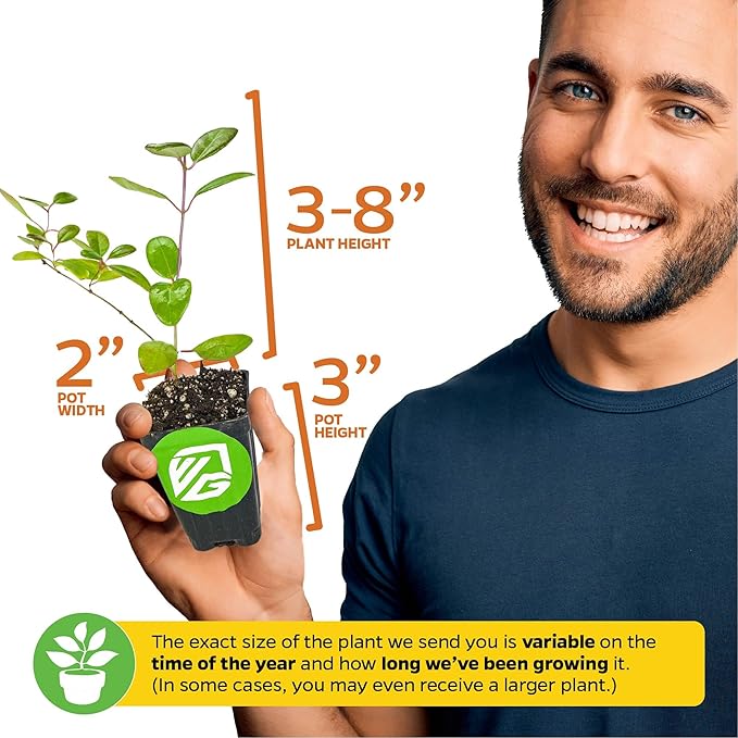 Trumpet Honeysuckle Coral Live Plant - Lonicera sempervirens - Wellspring Gardens Vibrant Blossoms, Honeysuckle Plants Live in Full Bloom Great for Nature Lovers & Gardeners- Outdoor & Indoor Planting