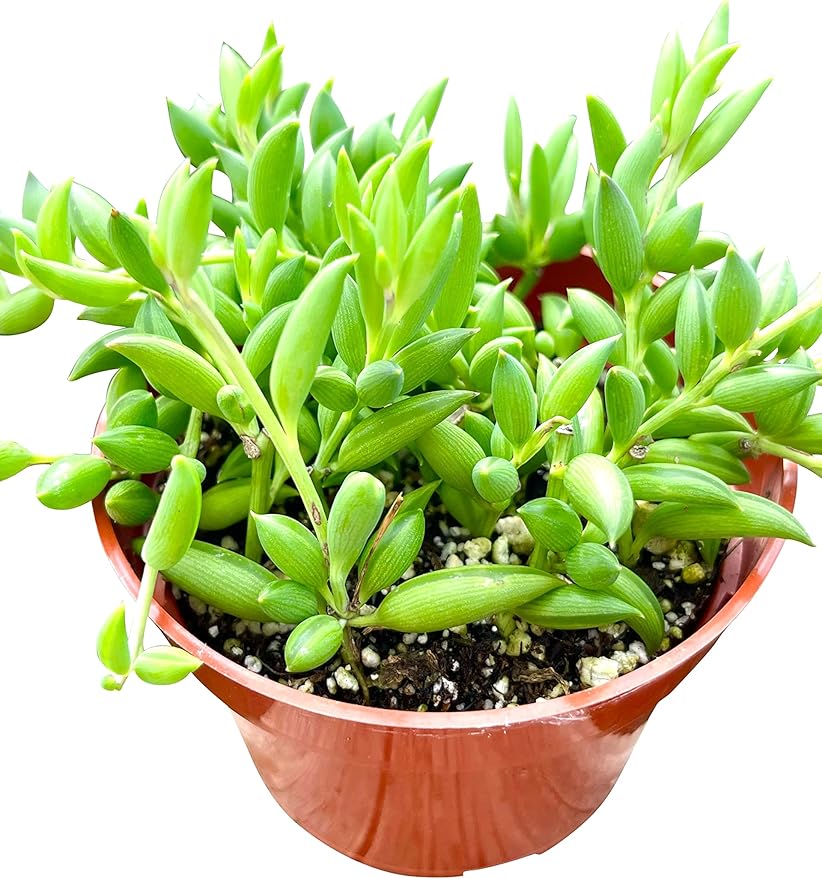 Live Succulent (4" String of Fish Hooks), Succulents Plants Live, Succulent Plants Fully Rooted, Rare House Plant for Home Office Decoration, DIY Projects, Party Favor Gift by The Succulent Cult