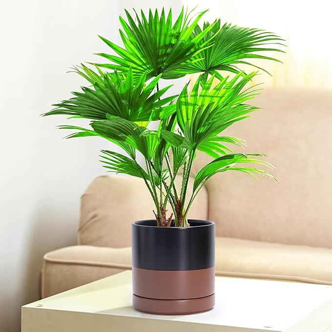 D'vine Dev Set of 2 Plants Pots, 6 Inch Ceramic Planter Pot for Plants with Drainage Hole and Saucer, Black/Speckled Tan, 94-V-C-7