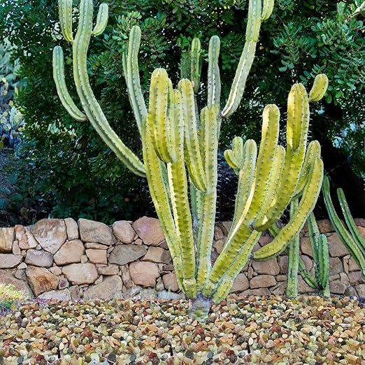 10LB Succulent and Cactus Colorful Pebbles, 3/8 Inch Natural Decorative Polished Stones, River Rocks for Indoor Plants, Vases, Planters and Outdoor Gardening